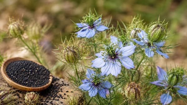 Квітуча рослина Nigella sativa у природному полі з блакитними квітами, насіннєвими коробочками та чорним кмином.